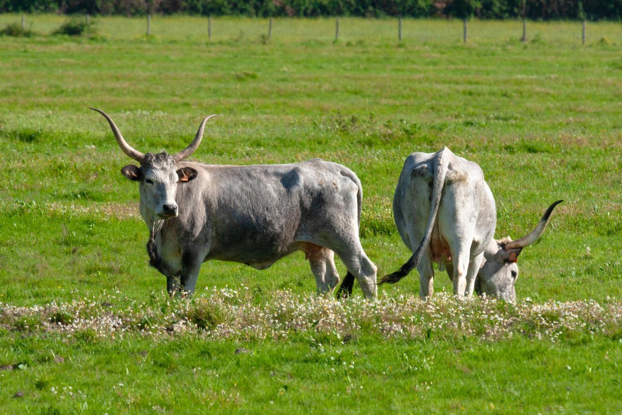 Agriturismo Al Vermigliano Alberese Zewnętrze zdjęcie